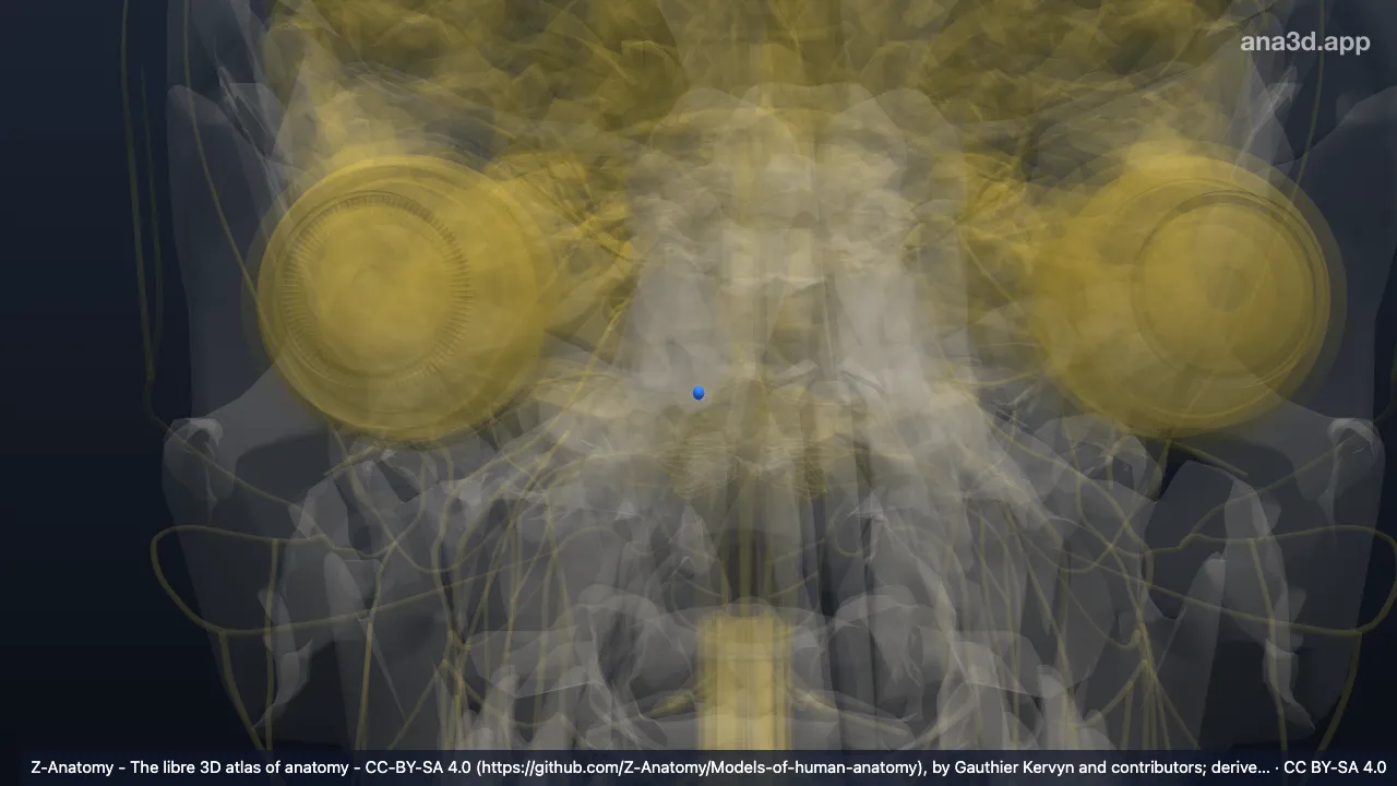 3D model: right anterior cochlear nucleus