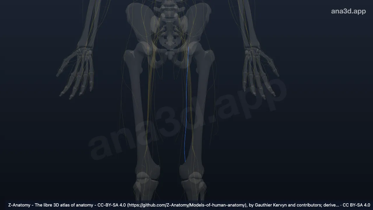 3D 모델: 왼쪽 넙다리신경의 앞피부가지