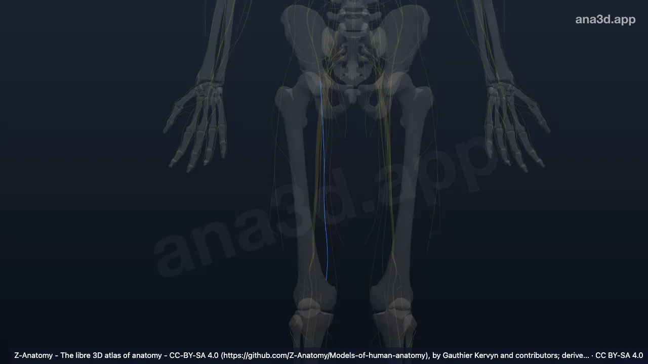 3D 모델: 오른쪽 넙다리신경의 앞피부가지