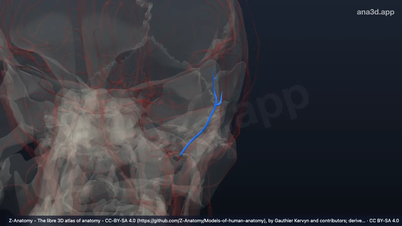 3D model: left anterior deep temporal artery