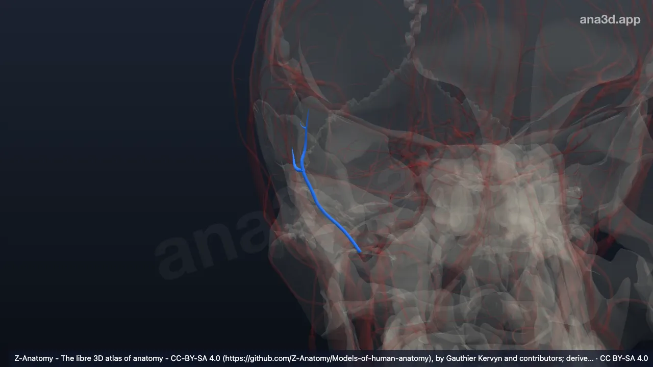 Modelo 3D: Artéria temporal profunda anterior direita