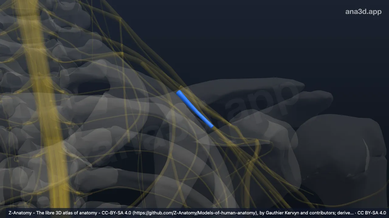 3D model: left anterior division of inferior trunk of brachial plexus