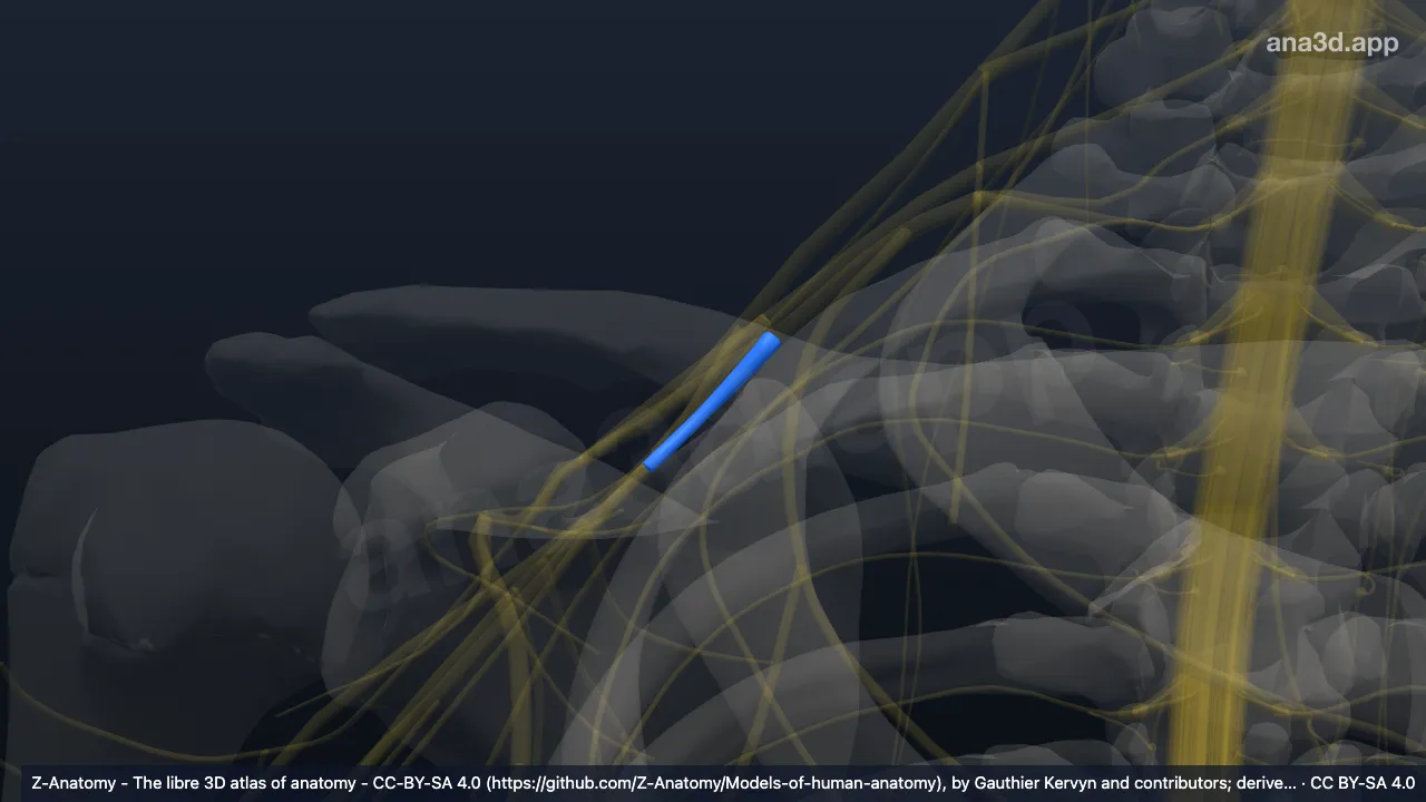 3D model: right anterior division of inferior trunk of brachial plexus
