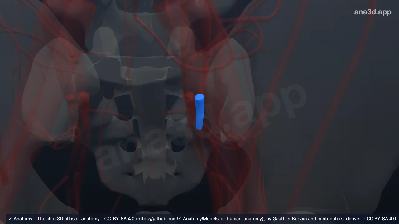 3D-Modell: Linke Divisio anterior arteriae iliacae internae