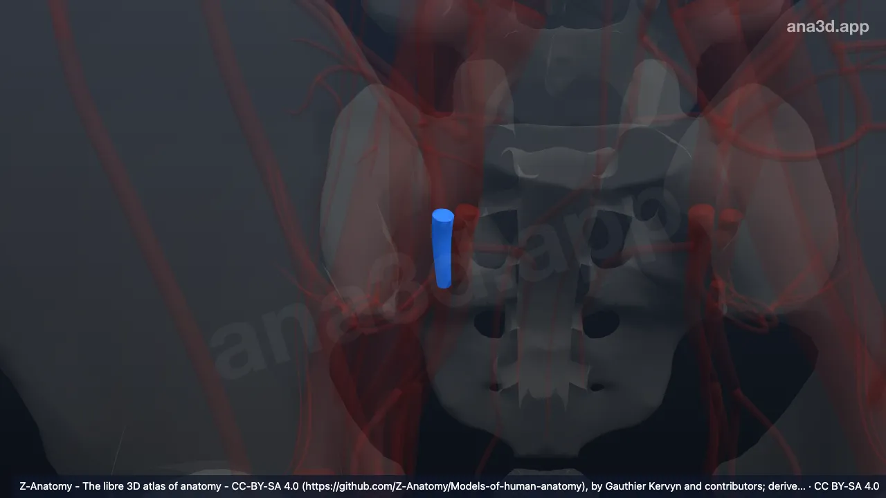 3Dモデル：右内腸骨動脈前枝
