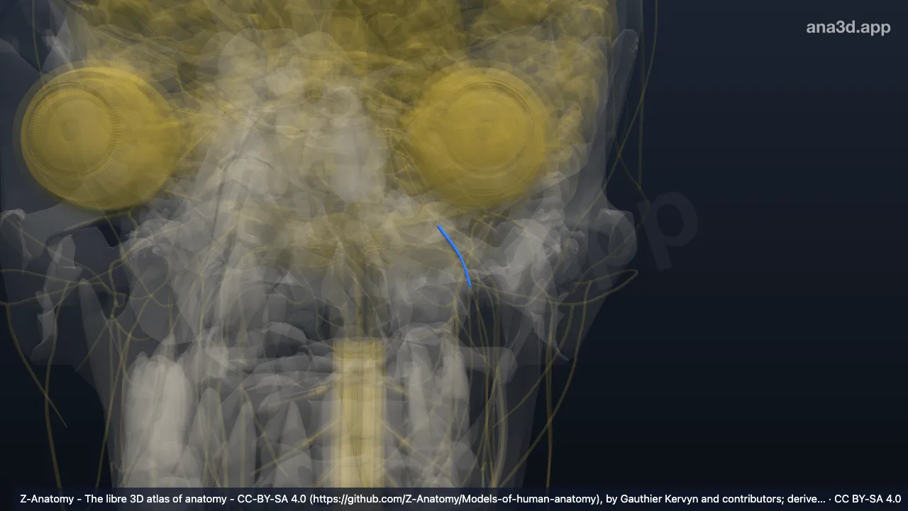 Modelo 3D: Divisão anterior do nervo mandibular esquerdo