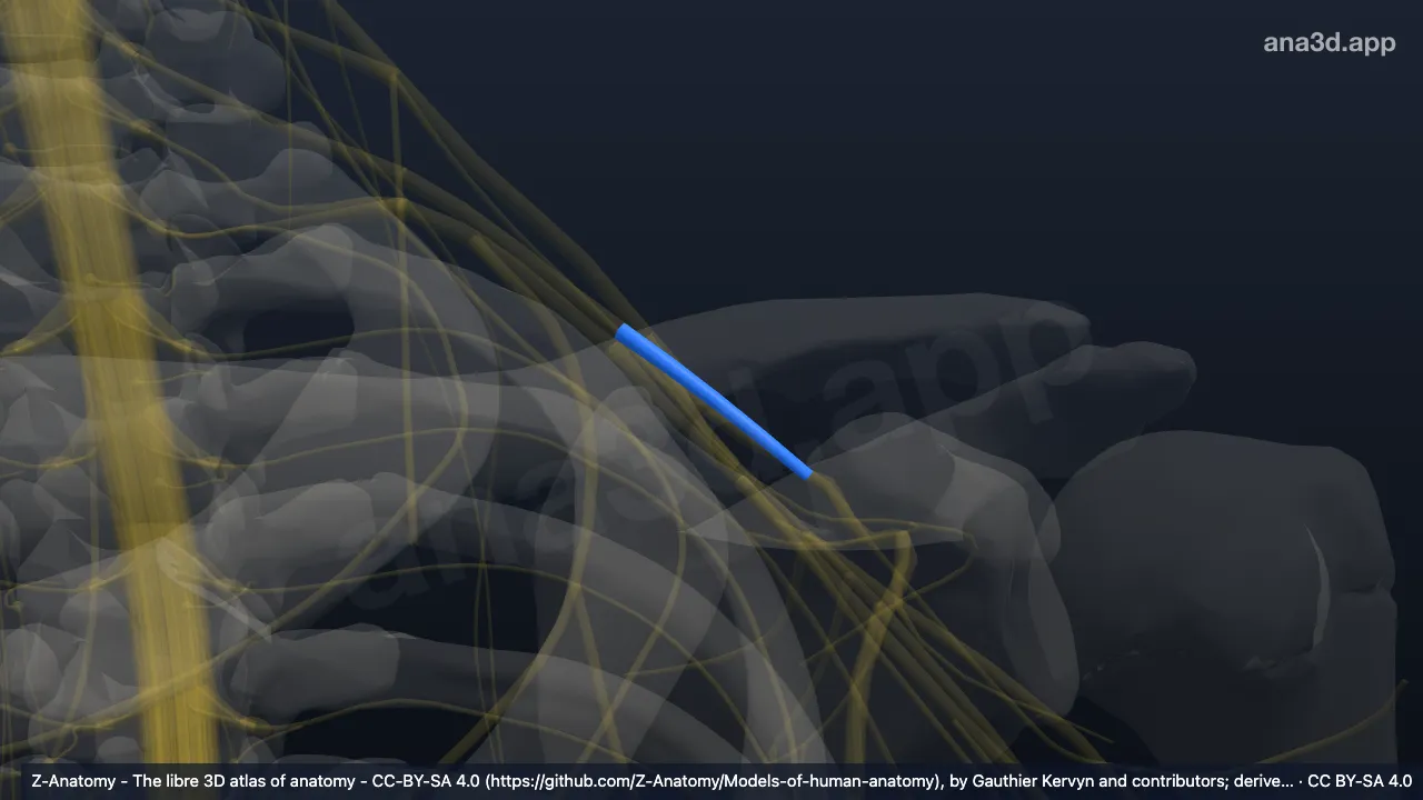 Modelo 3D: Divisão anterior do tronco médio do plexo braquial esquerdo