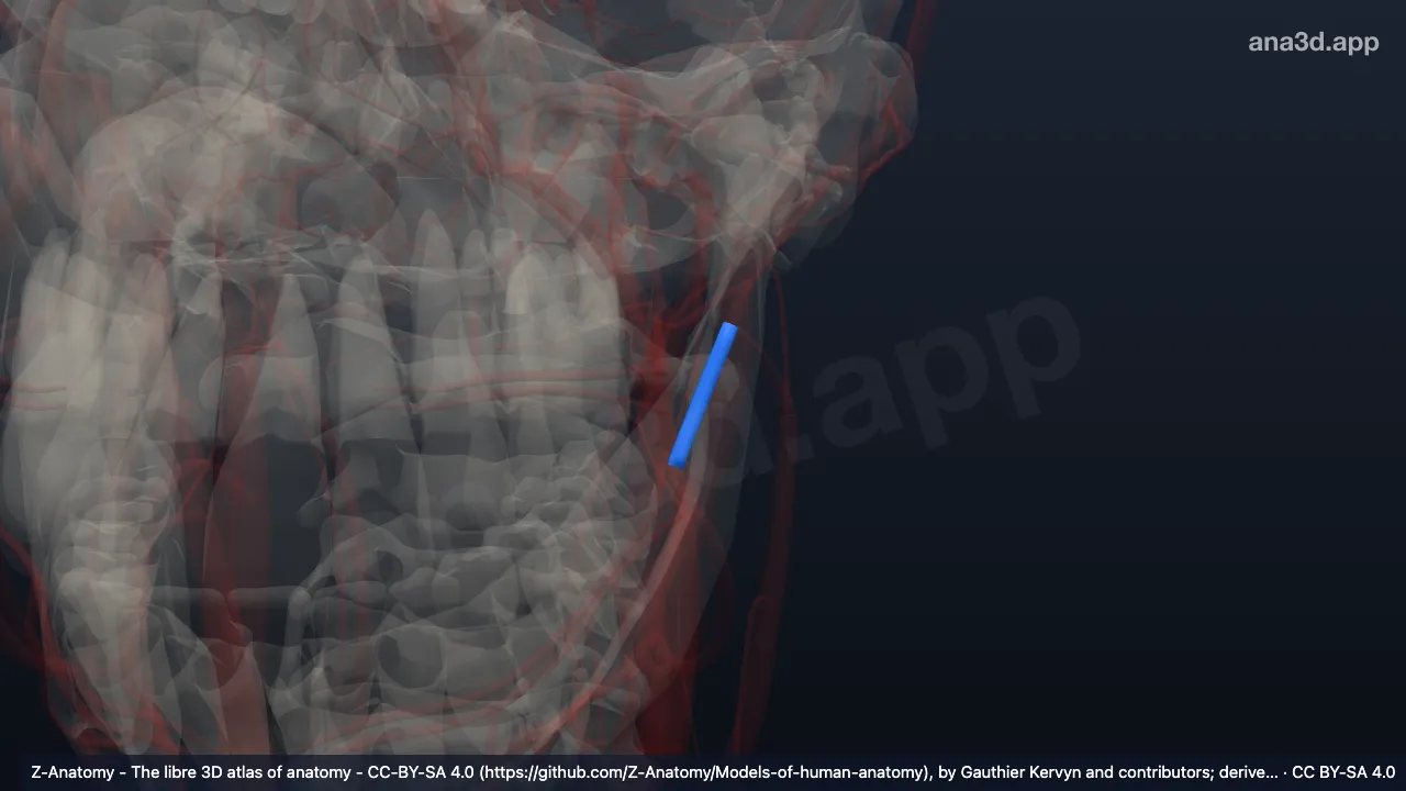 3D 模型：左下颌后静脉前支