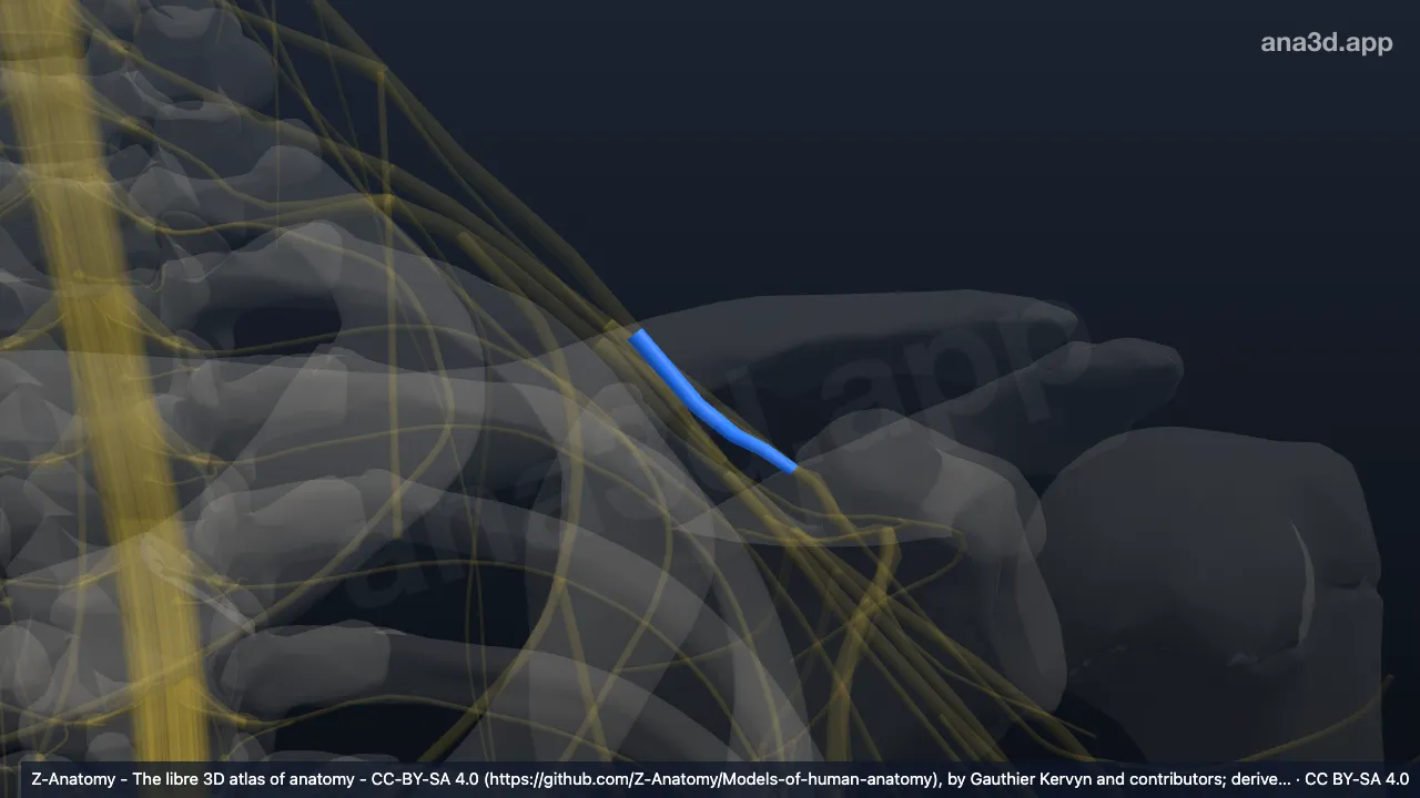 3D model: left anterior division of superior trunk of brachial plexus