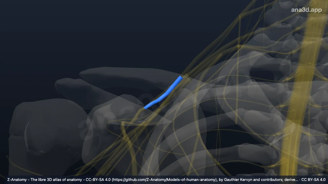 3D model: right anterior division of superior trunk of brachial plexus