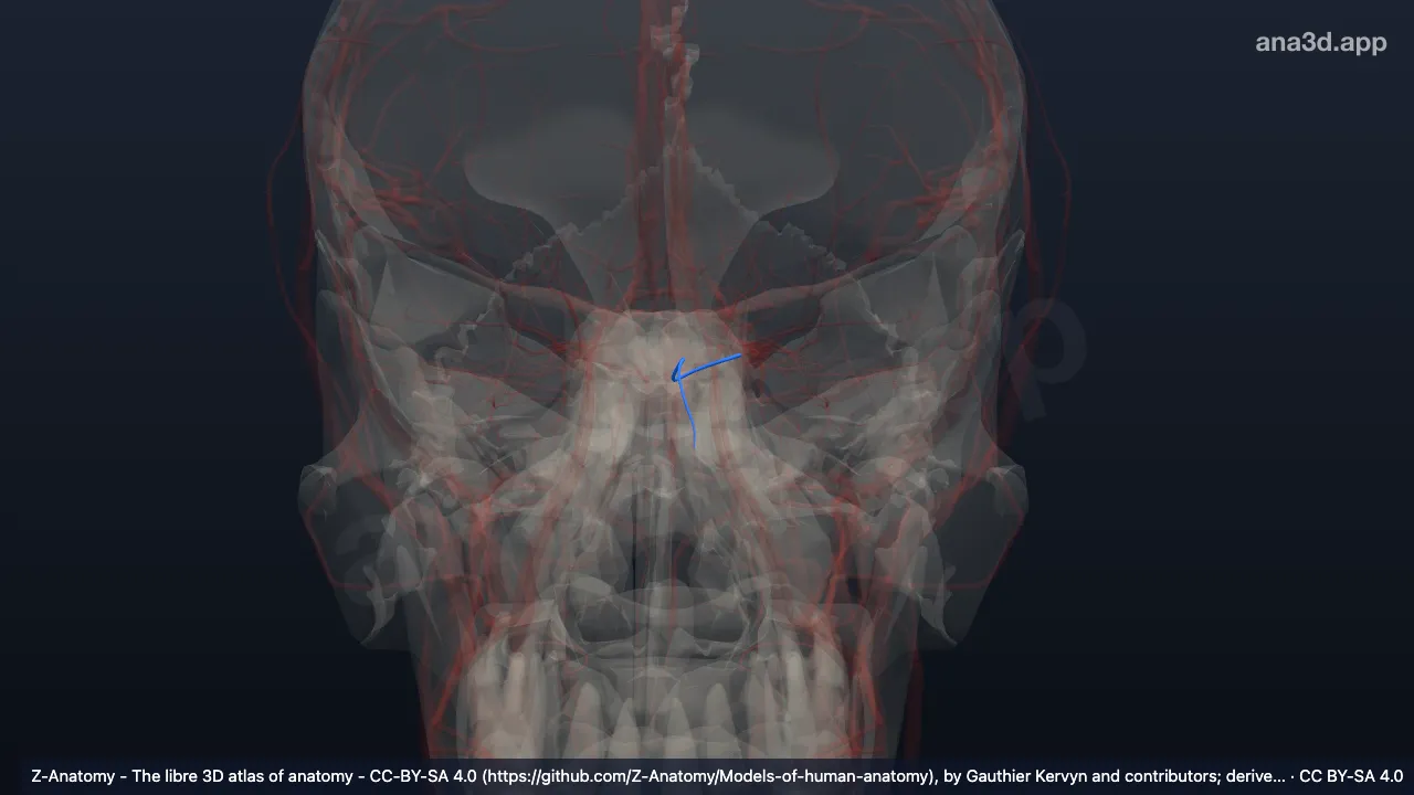 Modelo 3D: Arteria etmoidal anterior izquierda