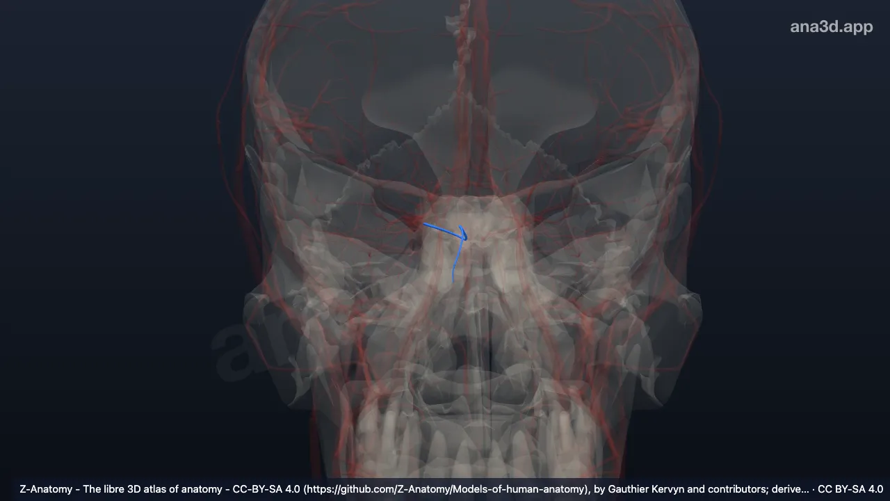Modelo 3D: Arteria etmoidal anterior derecha