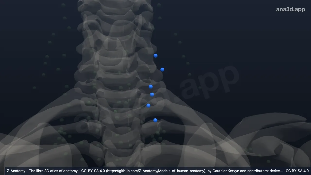 3D model: left anterior inferior jugular nodes