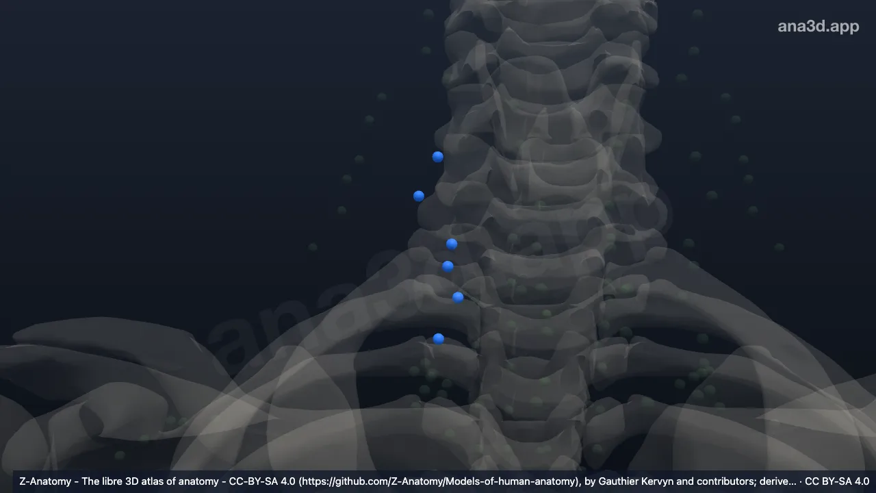 Model 3D: Kelenjar getah bening jugularis inferior anterior kanan