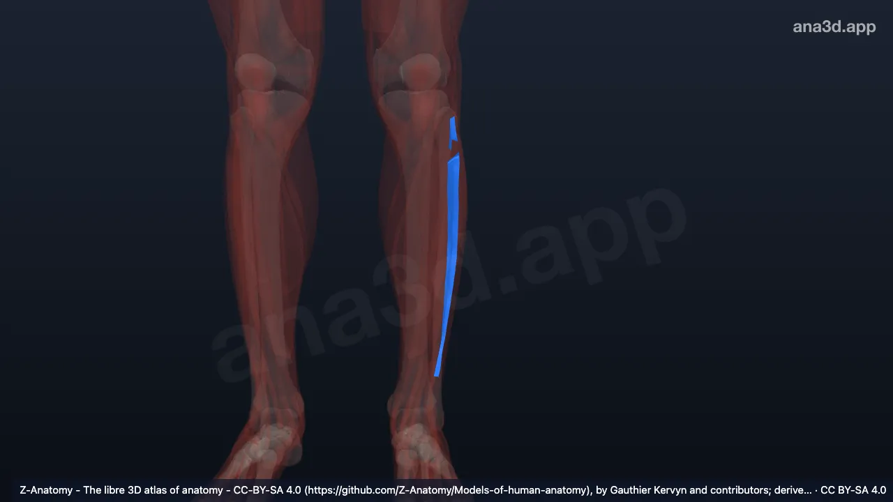 Modelo 3D: Septo intermuscular anterior de la pierna izquierda