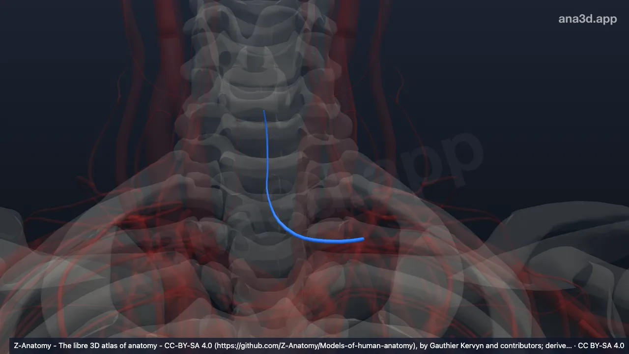 3D model: left anterior jugular vein