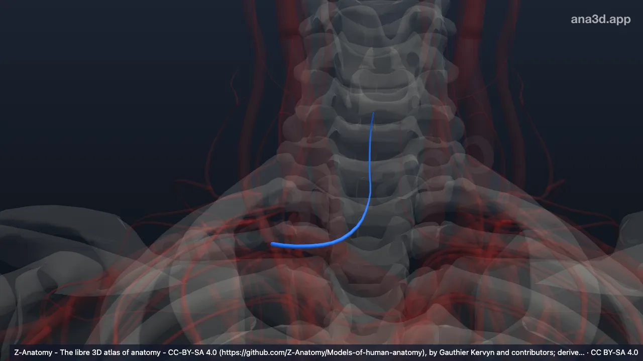 3D model: right anterior jugular vein
