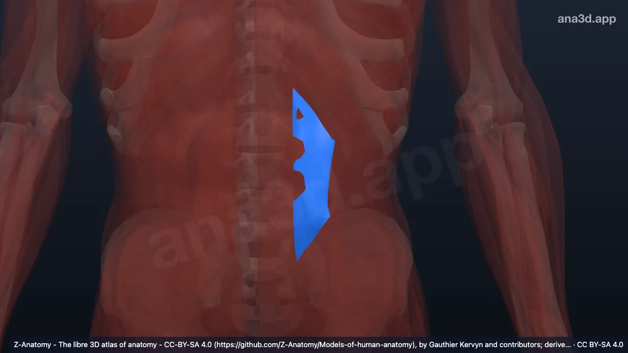 Modelo 3D: Camada anterior da fáscia toracolombar esquerda
