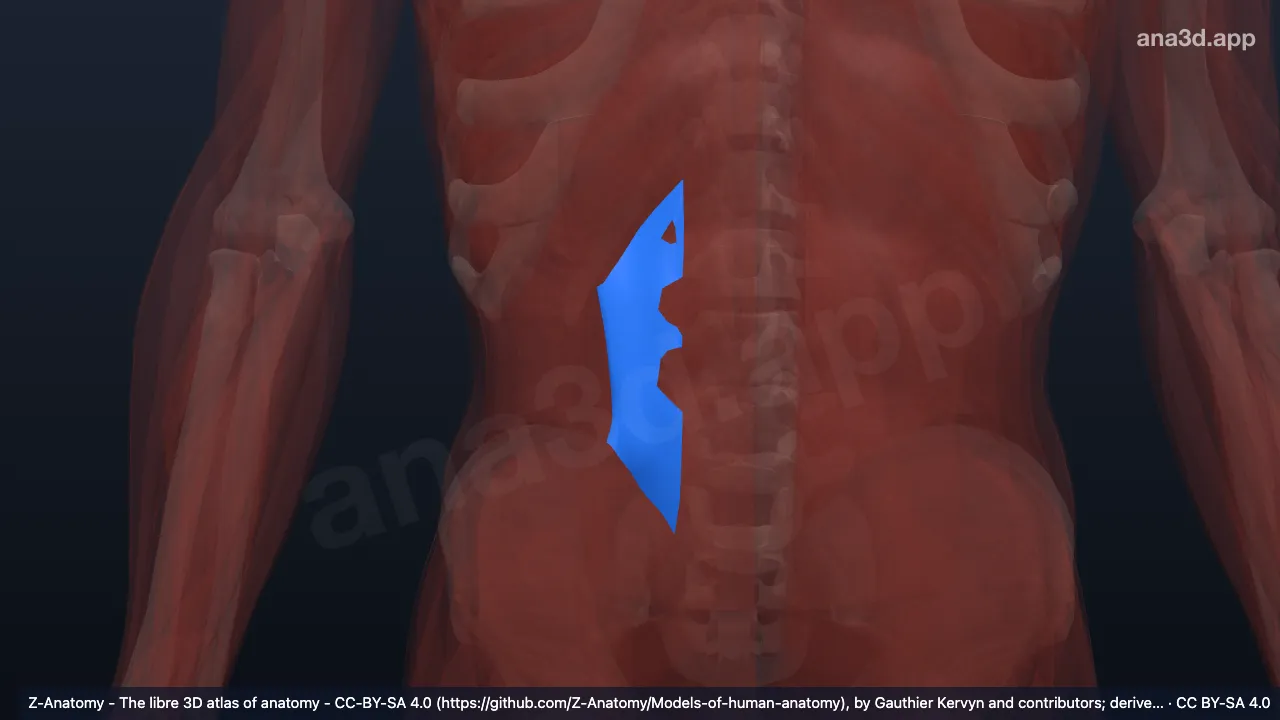 Modelo 3D: Camada anterior da fáscia toracolombar direita