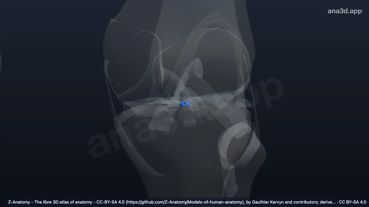 3Dモデル：左前半月脛骨靱帯(外側半月)