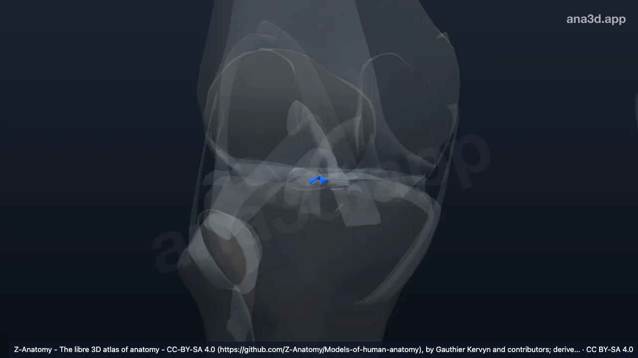 3Dモデル：右前半月脛骨靱帯(外側半月)