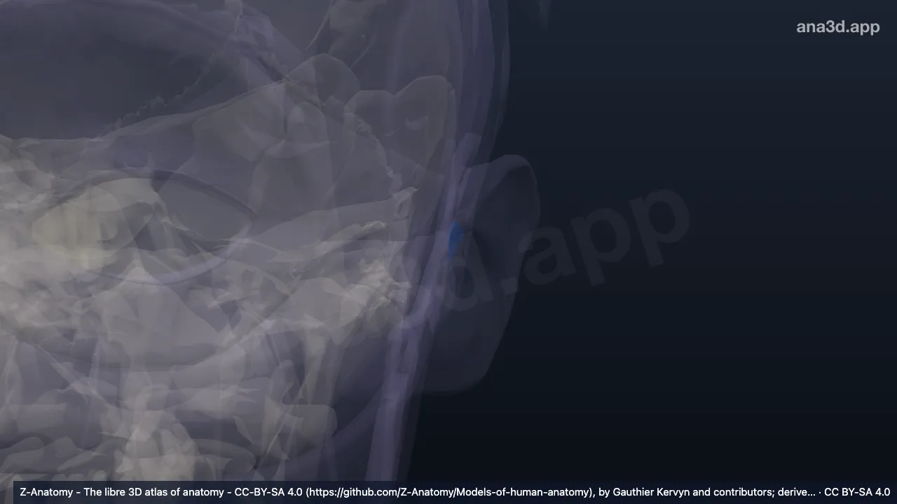 Modelo 3D: Incisura anterior del pabellón auricular izquierdo