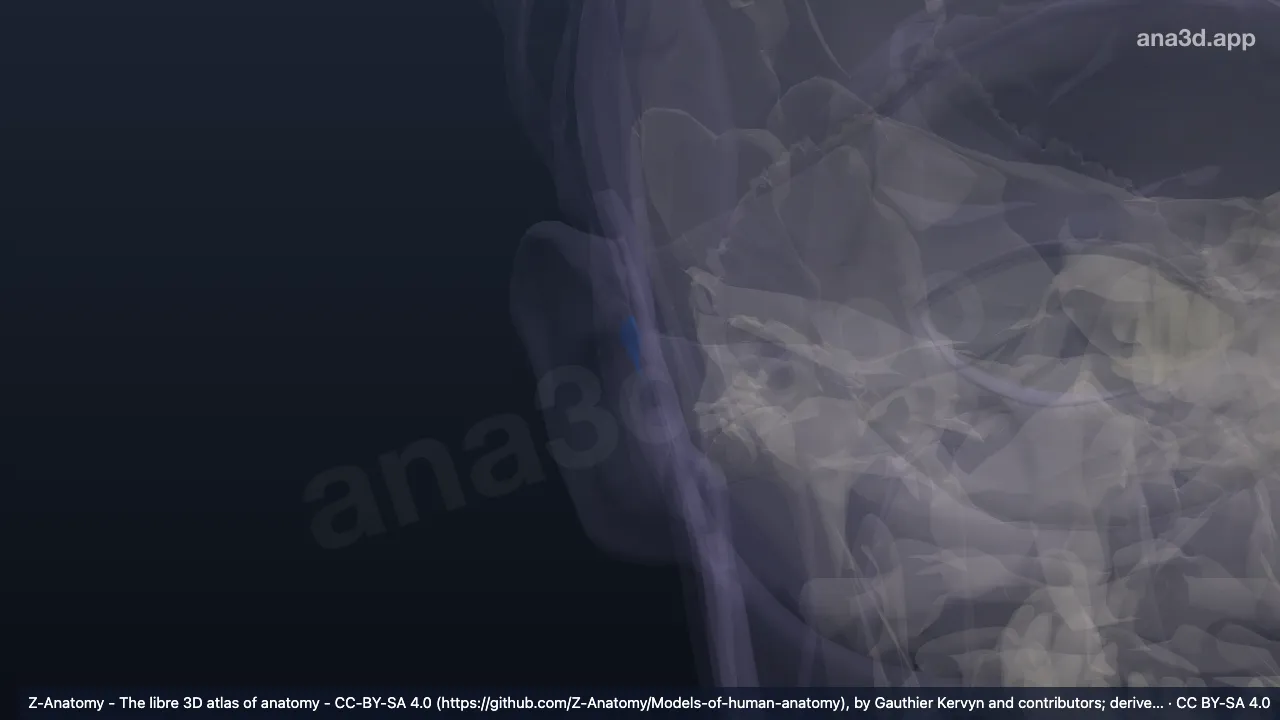 Modèle 3D : Incisure antérieure de l'auricule droite