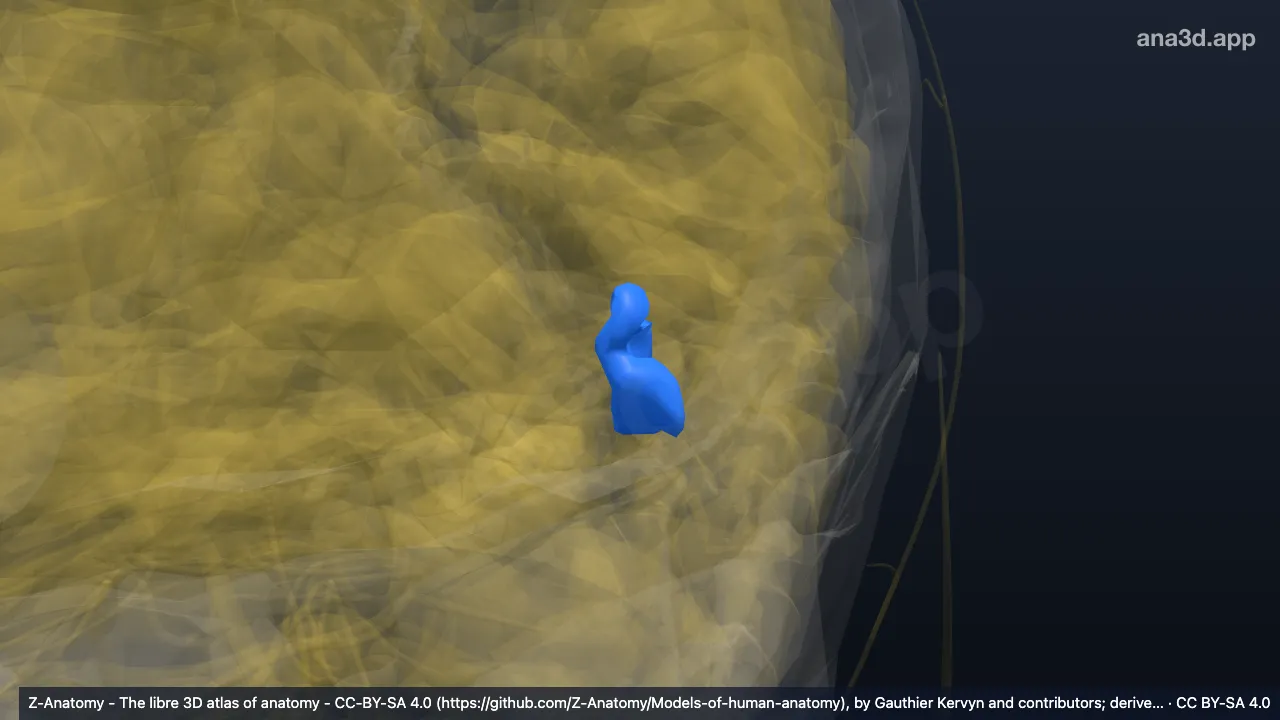 3D model: left anterior occipital sulcus