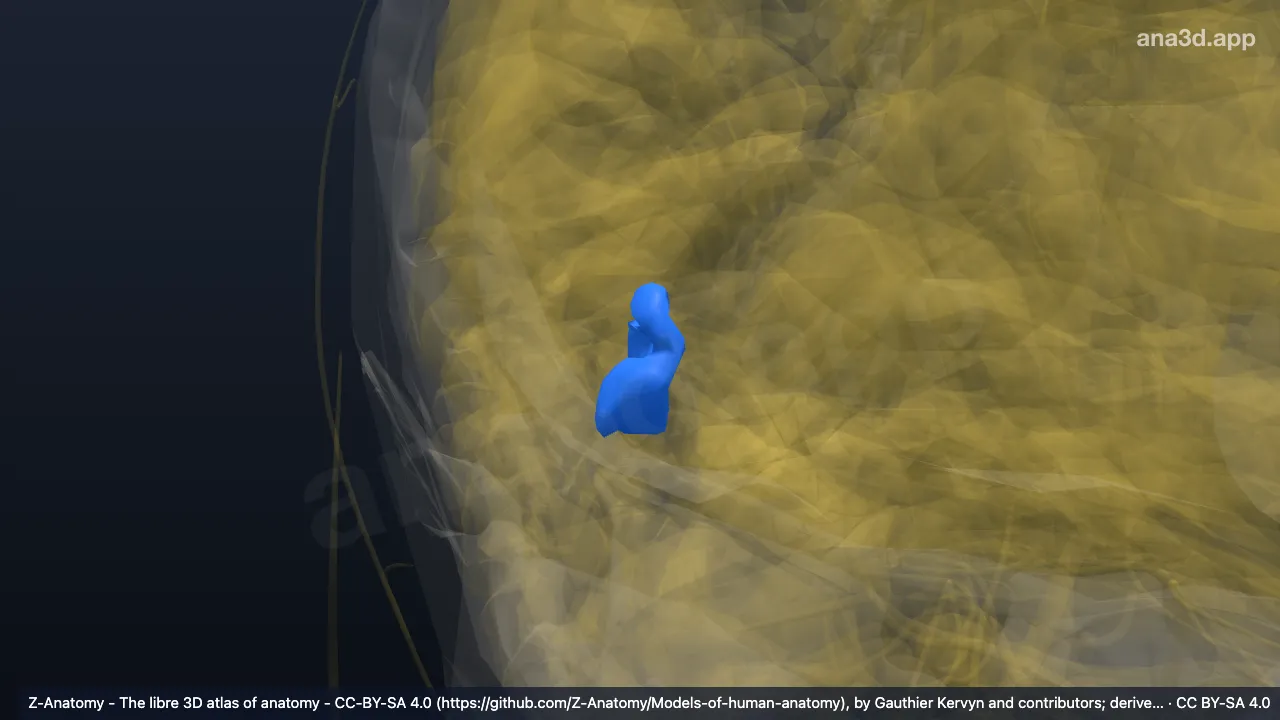 3D model: right anterior occipital sulcus