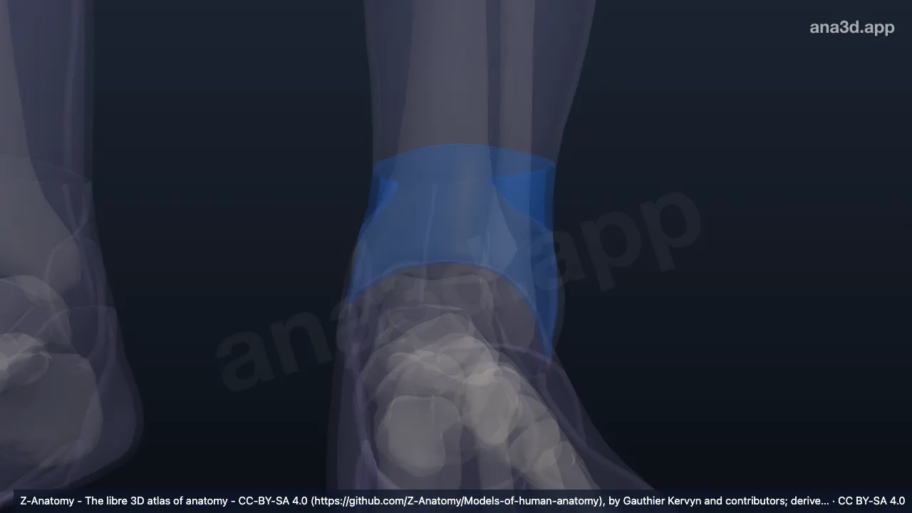 3D model: left anterior region of ankle