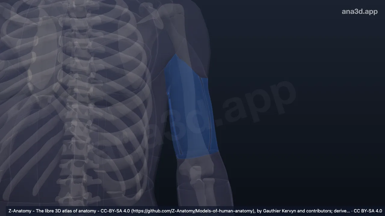 Model 3D: Regio anterior lengan atas kiri