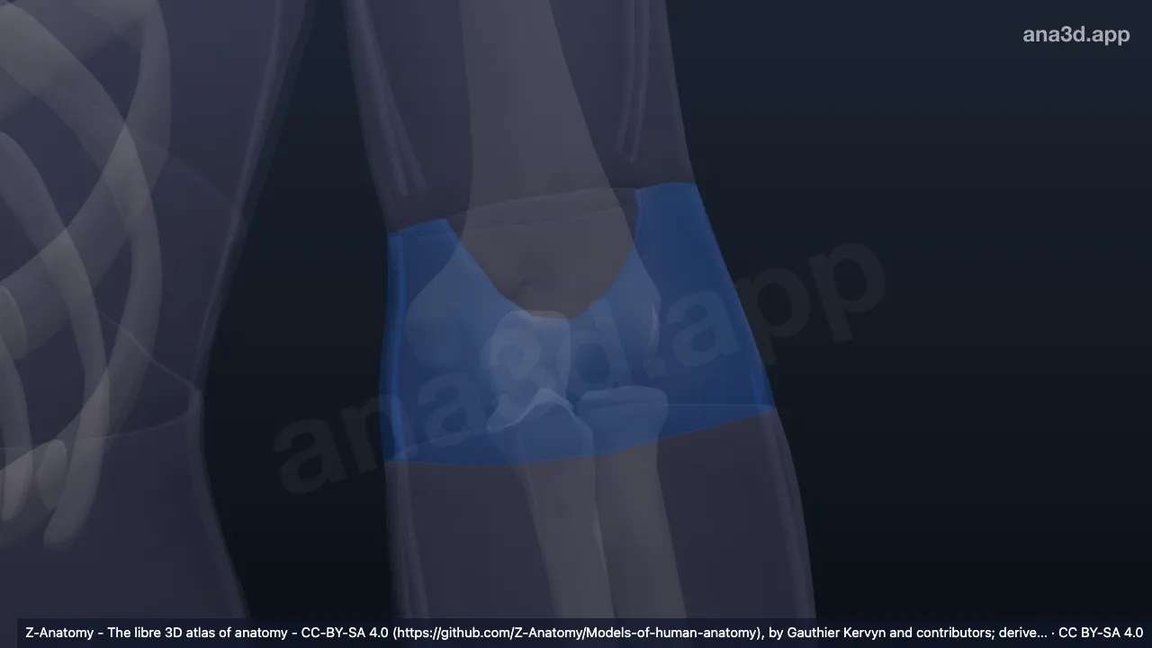 Model 3D: Regio anterior siku kiri