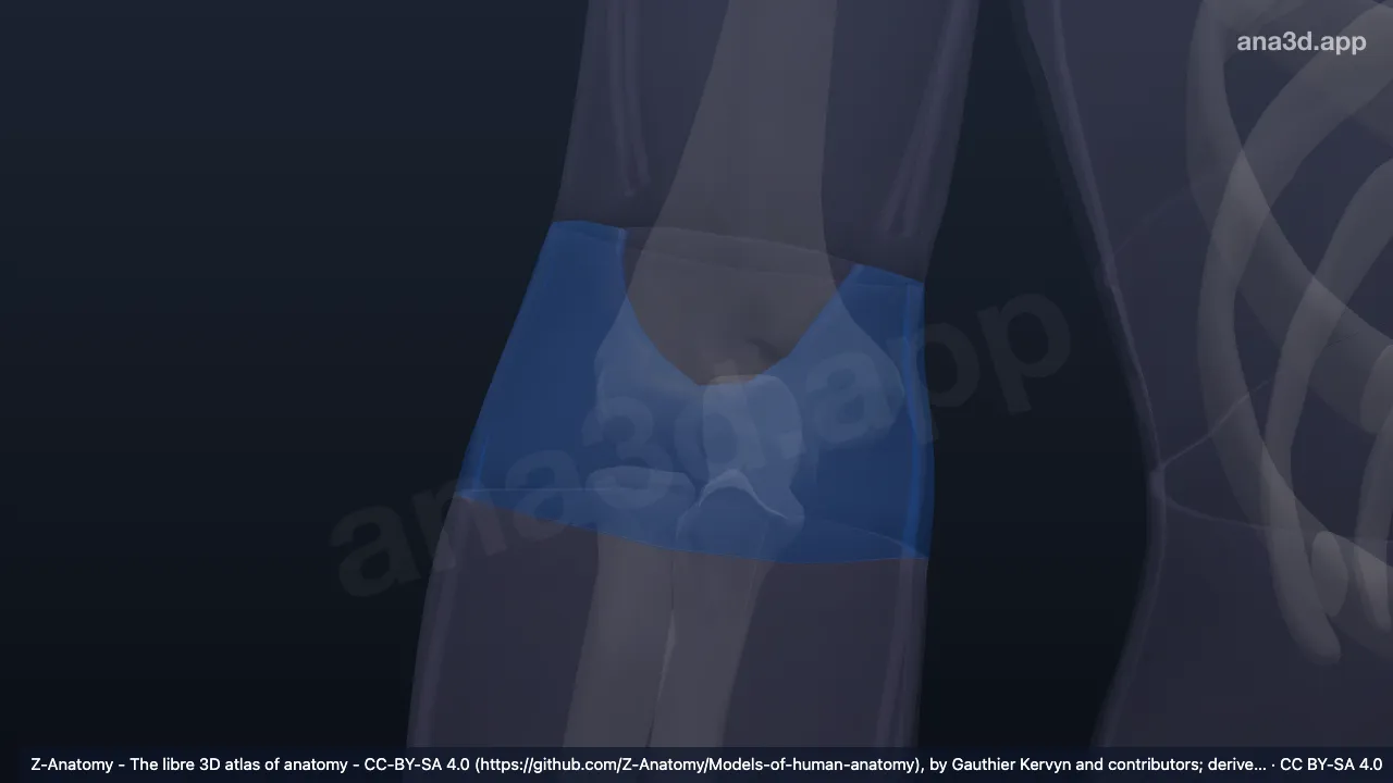 Modelo 3D: Região anterior do cotovelo direito
