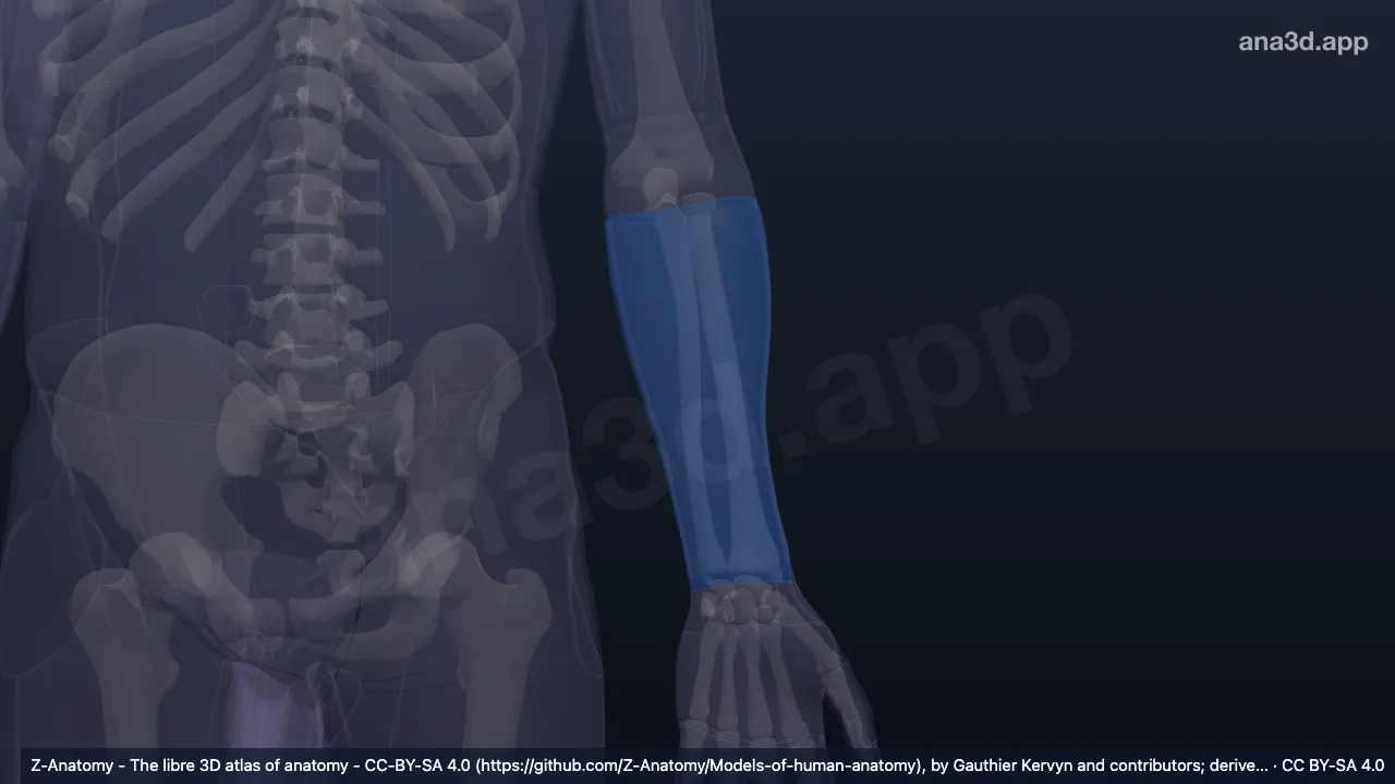 Model 3D: Regio anterior lengan bawah kiri