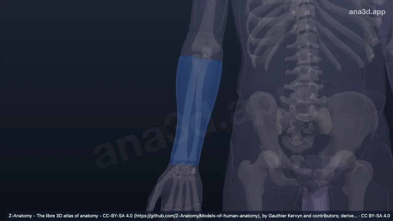 3Dモデル：右前腕前部