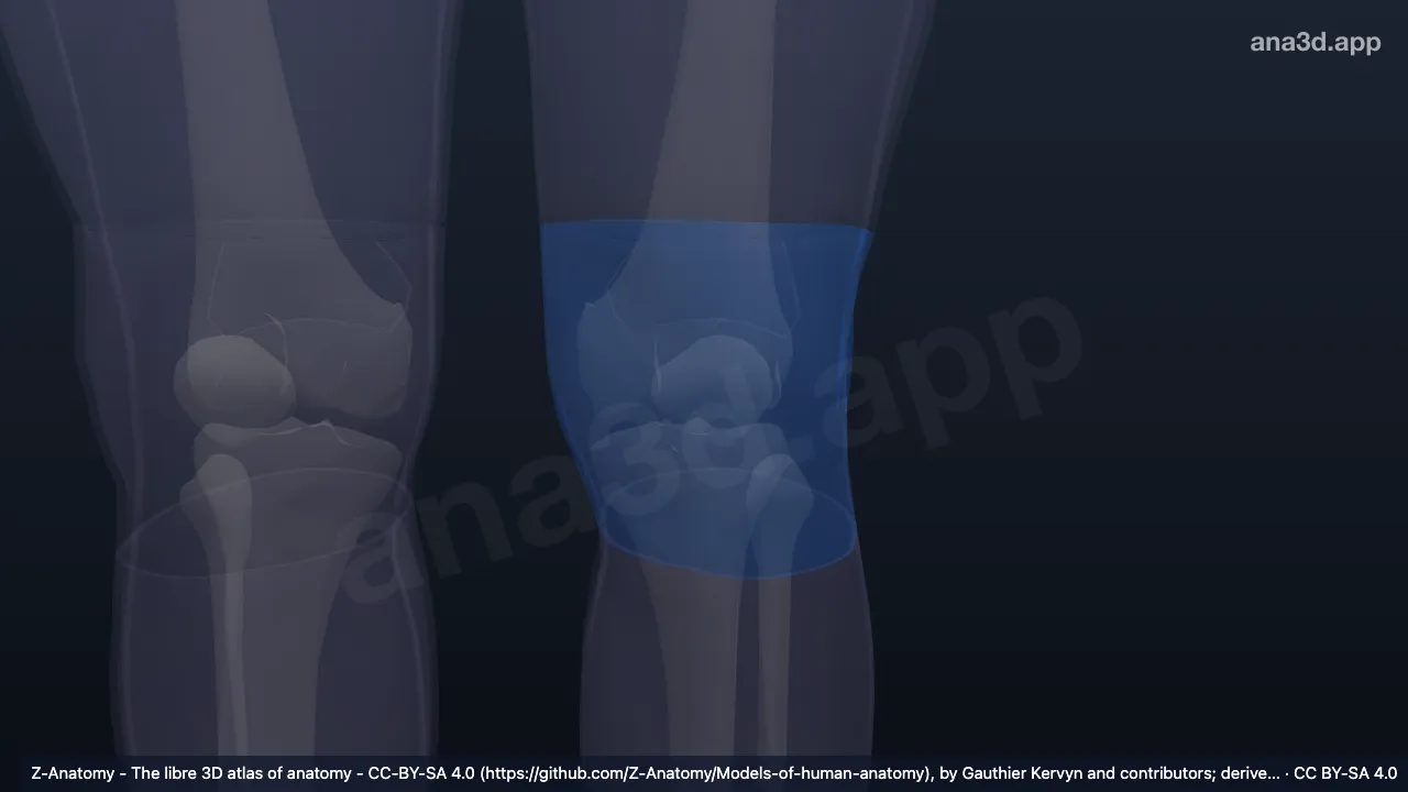 Modelo 3D: Región anterior de la rodilla izquierda