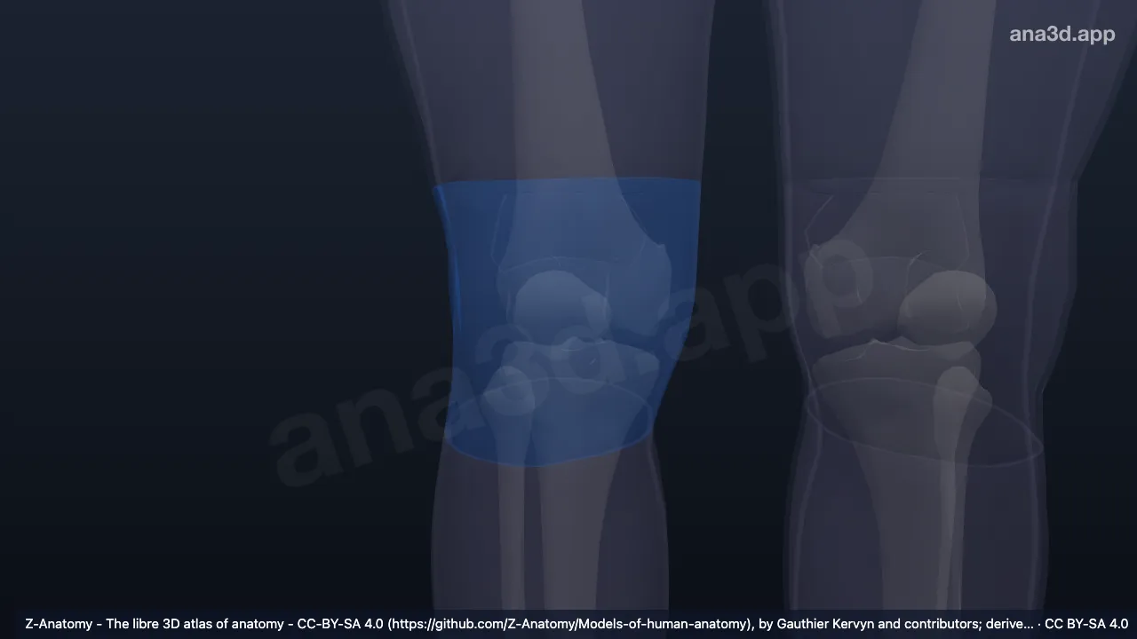 Modelo 3D: Región anterior de la rodilla derecha