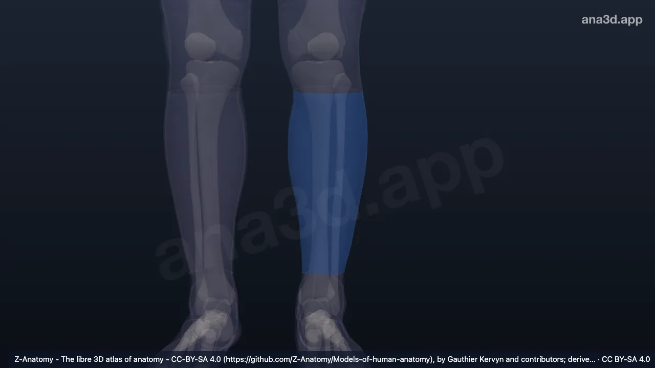 3D model: left anterior region of leg