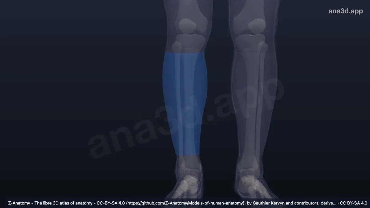 Modelo 3D: Região anterior da perna direita