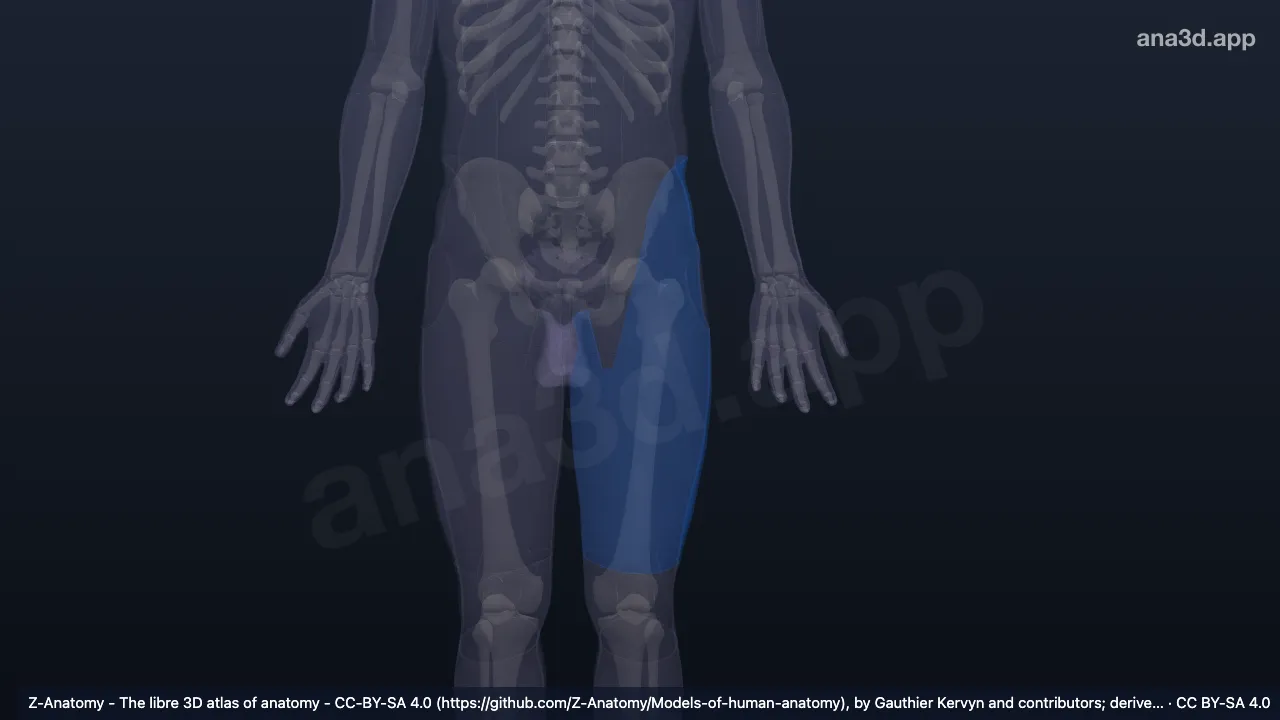 3D model: left anterior region of thigh