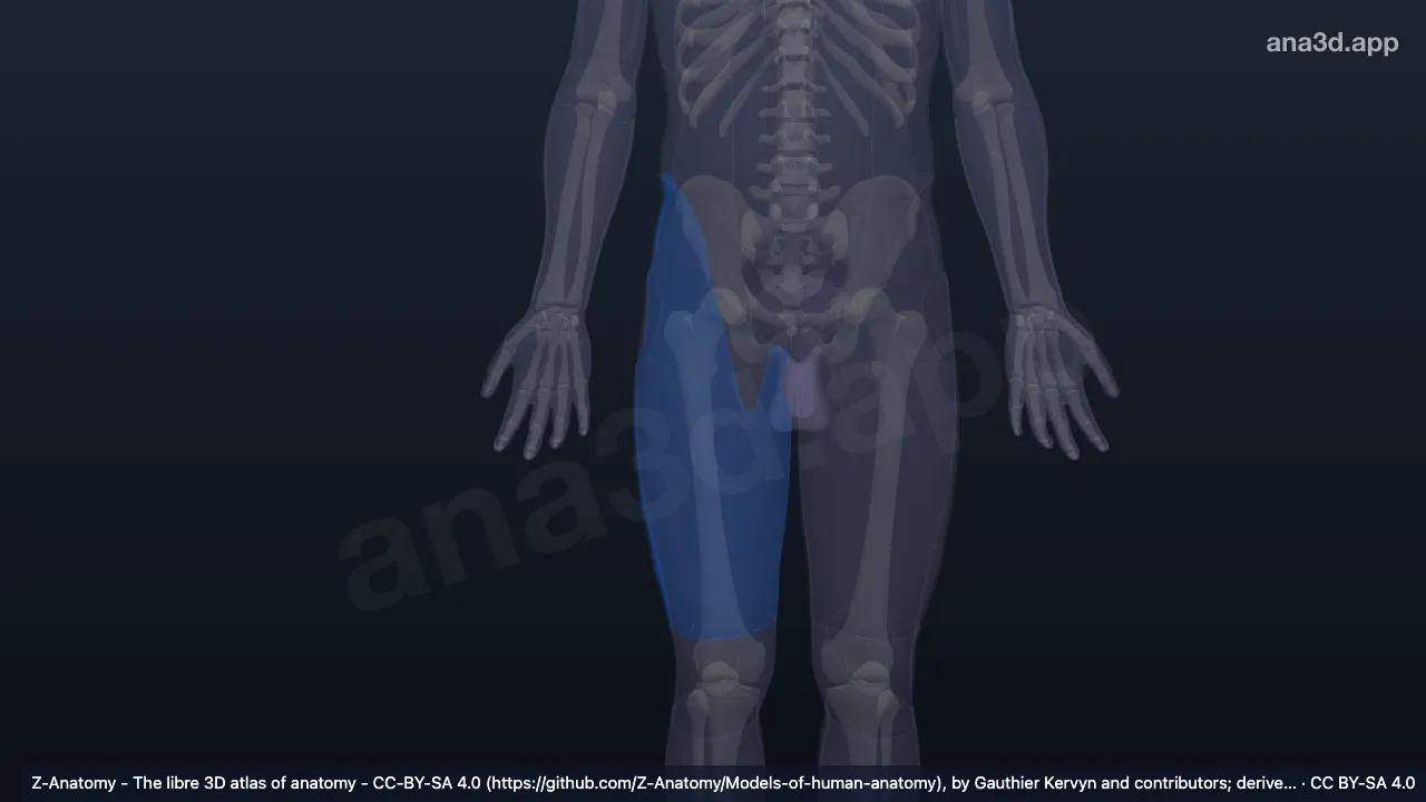 Modelo 3D: Região anterior da coxa direita