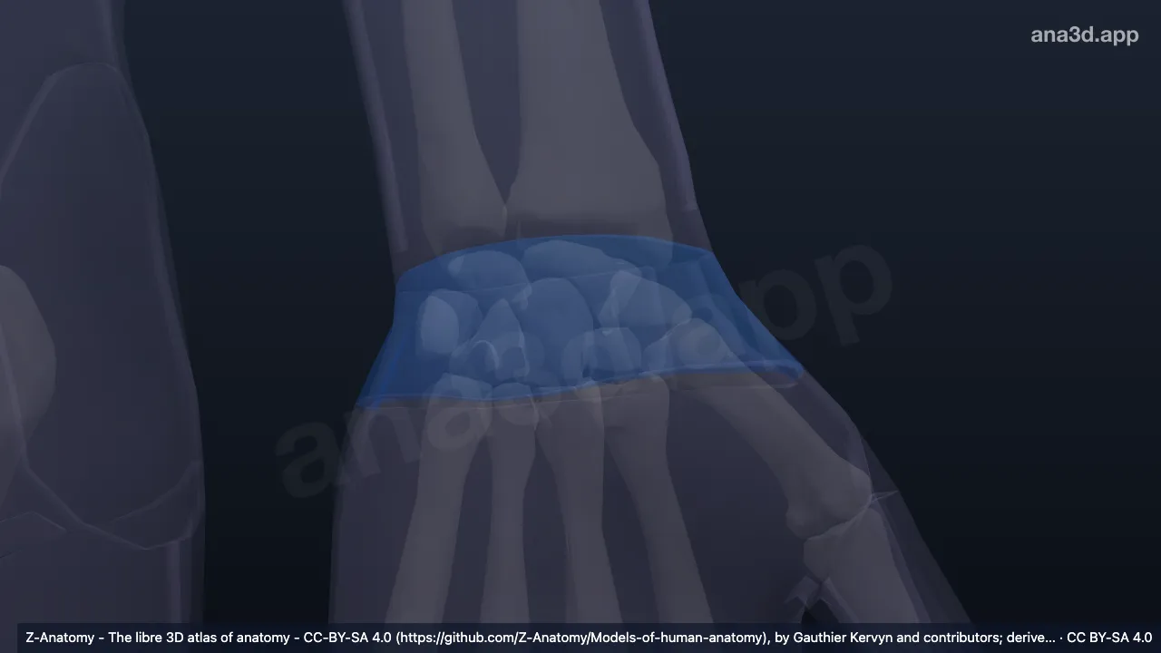 Modèle 3D : Région antérieure du poignet gauche