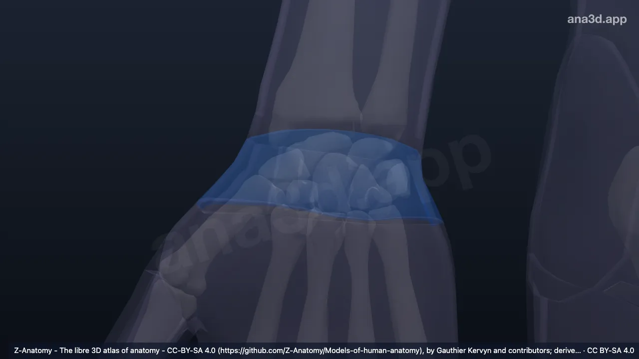 Modèle 3D : Région antérieure du poignet droit