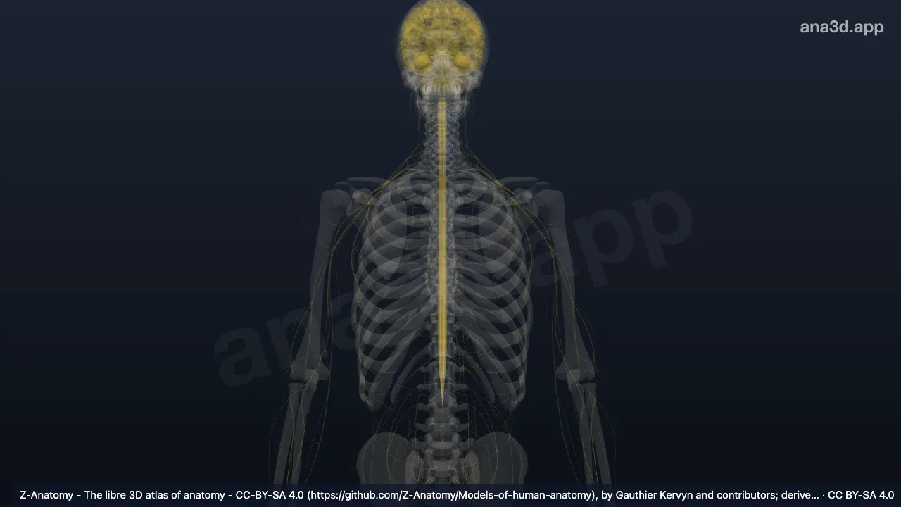 3D model: left anterior root of spinal nerve