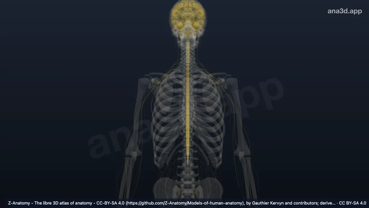 3D model: right anterior root of spinal nerve