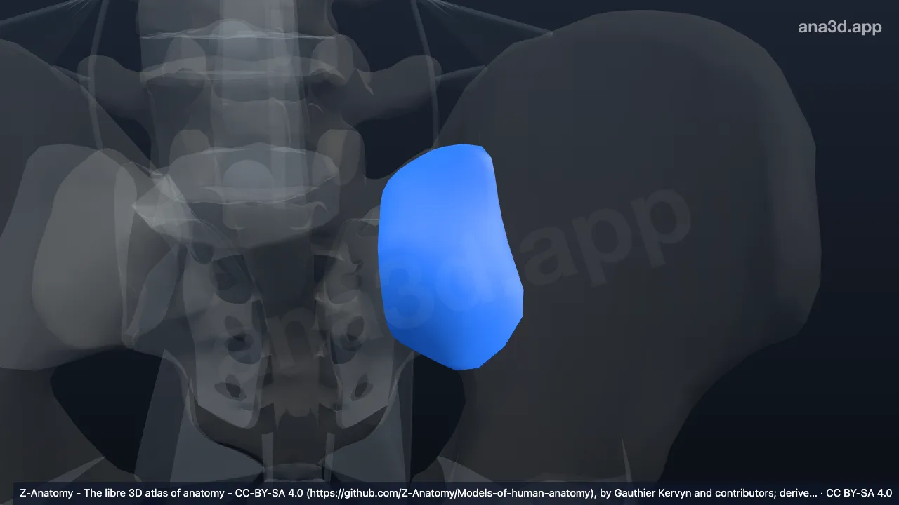 3D model: left anterior sacro-iliac ligament