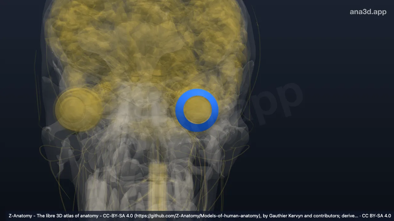 Model 3D: Segmen anterior bola mata kiri