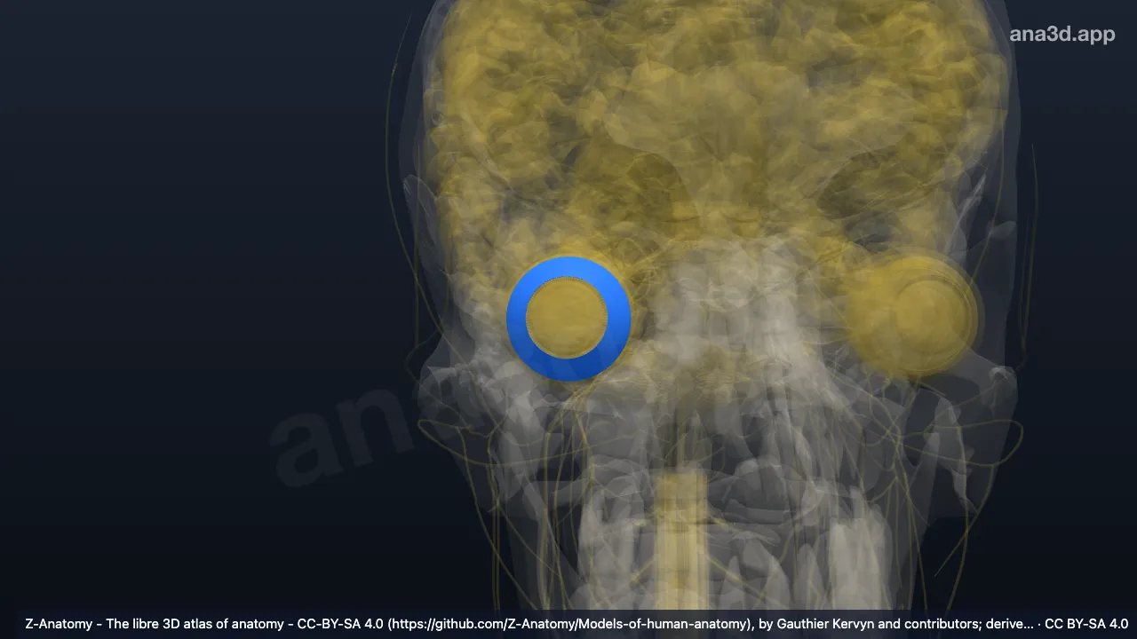 Model 3D: Segmen anterior bola mata kanan