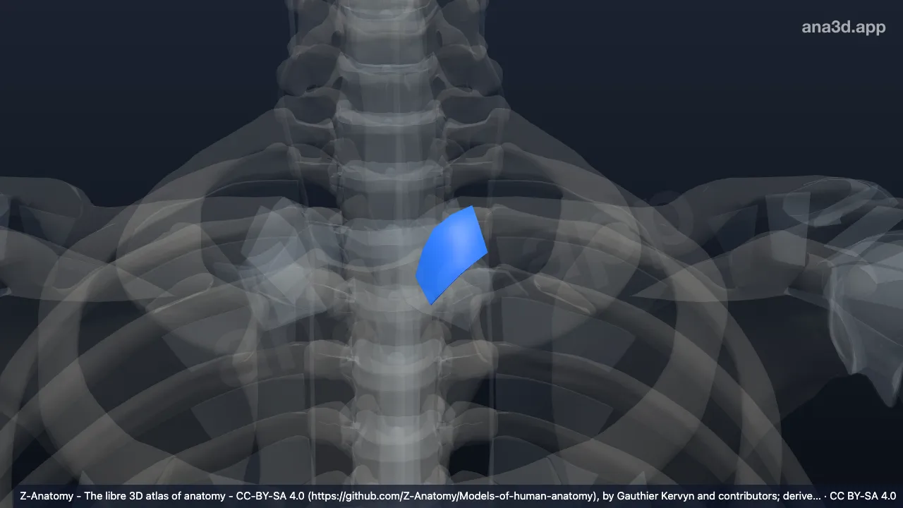 Modelo 3D: Ligamento esternoclavicular anterior esquerdo