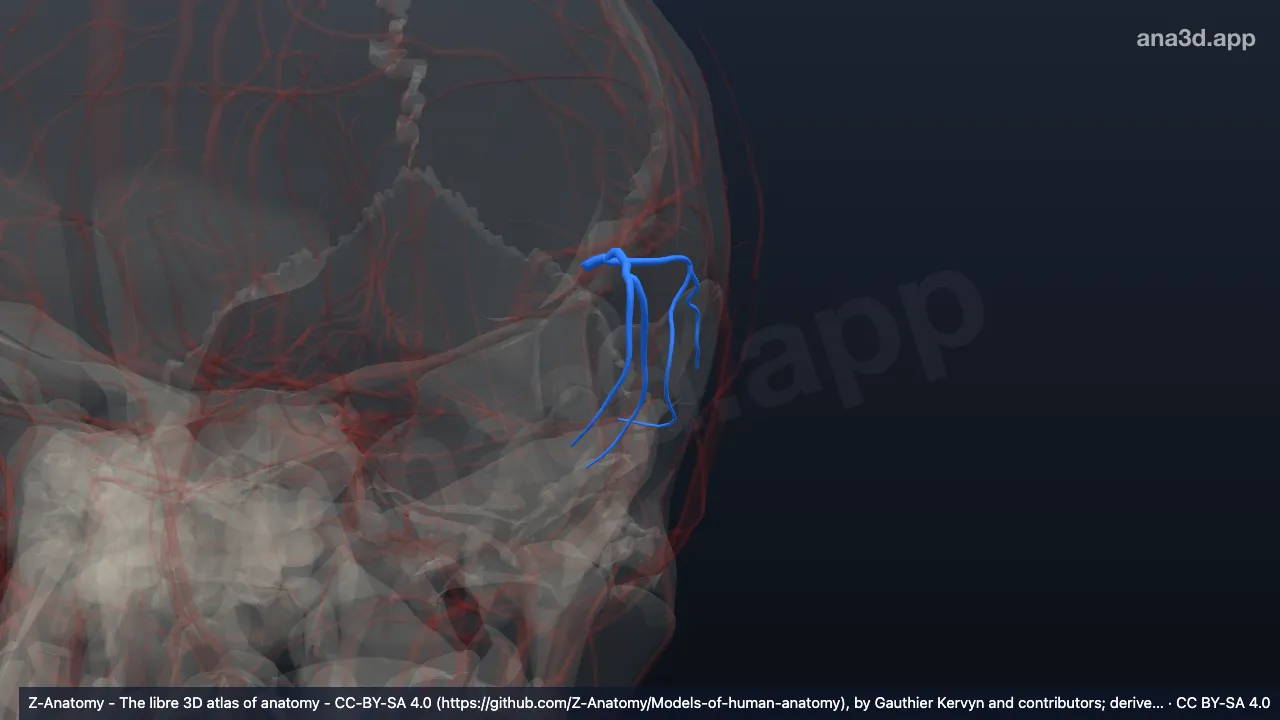 Modèle 3D : Branche temporale antérieure gauche